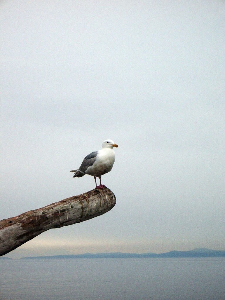 Serene Seagull Wallpaper: Peaceful Sea Background with Horizon