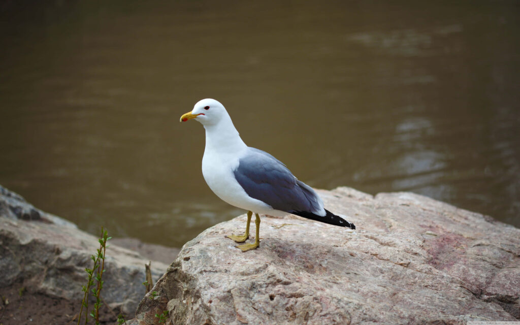 Tranquil Seagull Wallpaper: Graceful Bird by Water's Edge