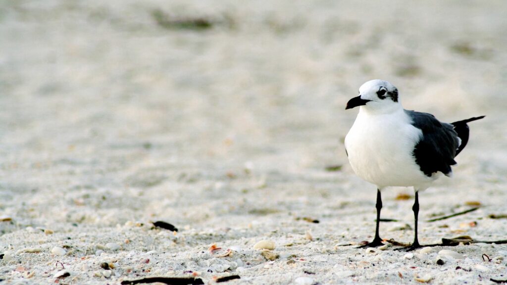 Serene Seagull Beach Wallpaper - 1920x1080 Coastal Background