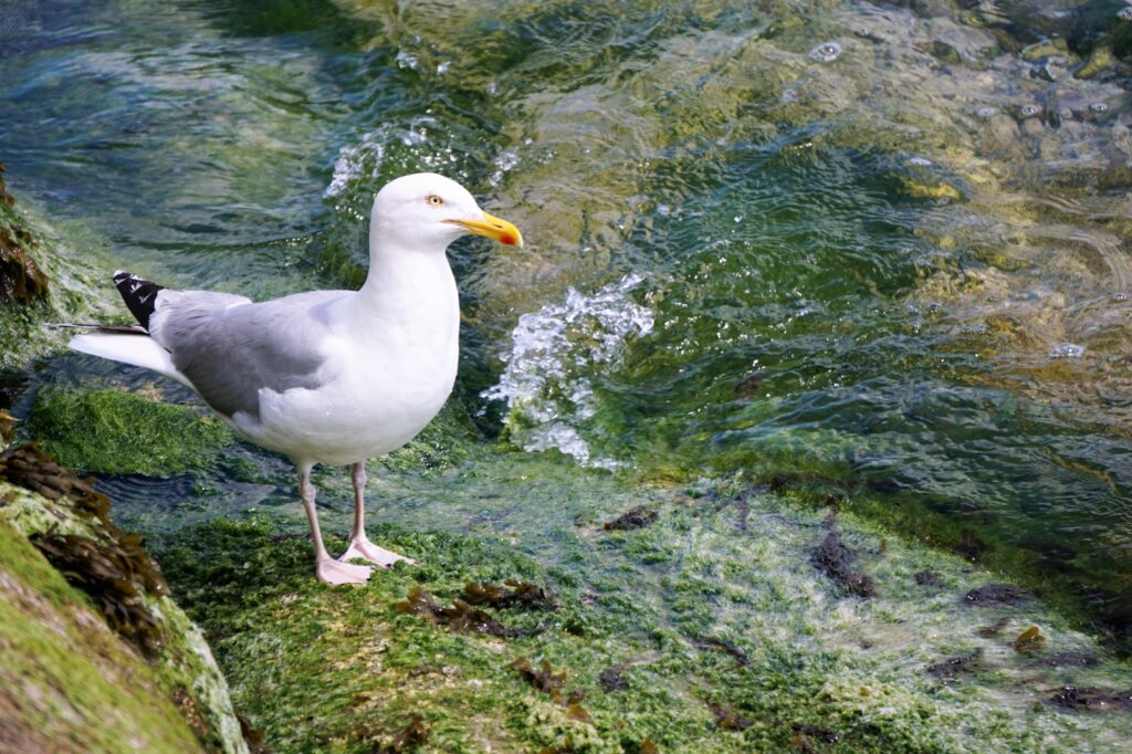 Serene Seagull by Clear Water: Coastal Wallpaper Background