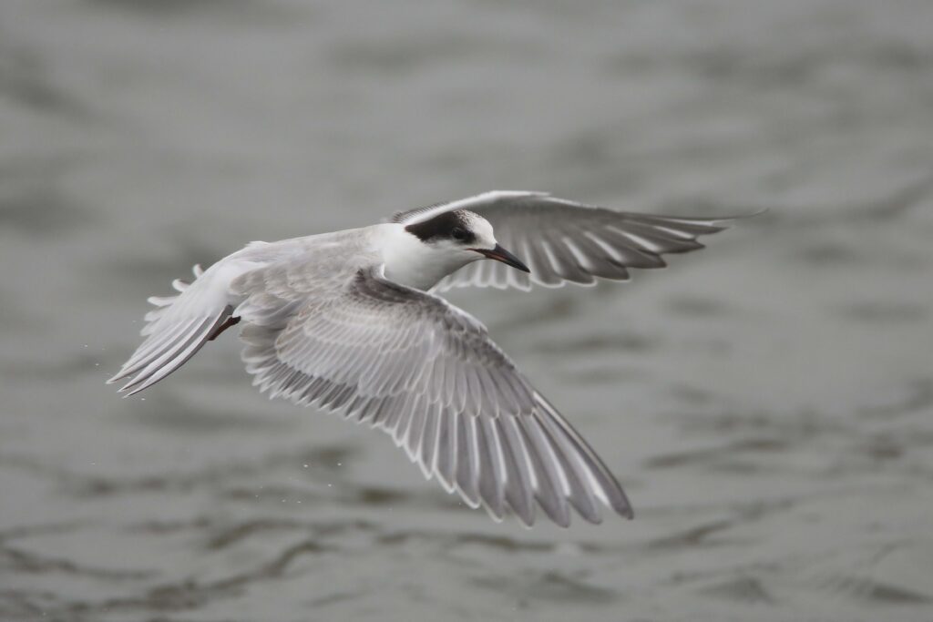 Serene Seagull Wallpaper: Graceful Bird Over Rippling Water