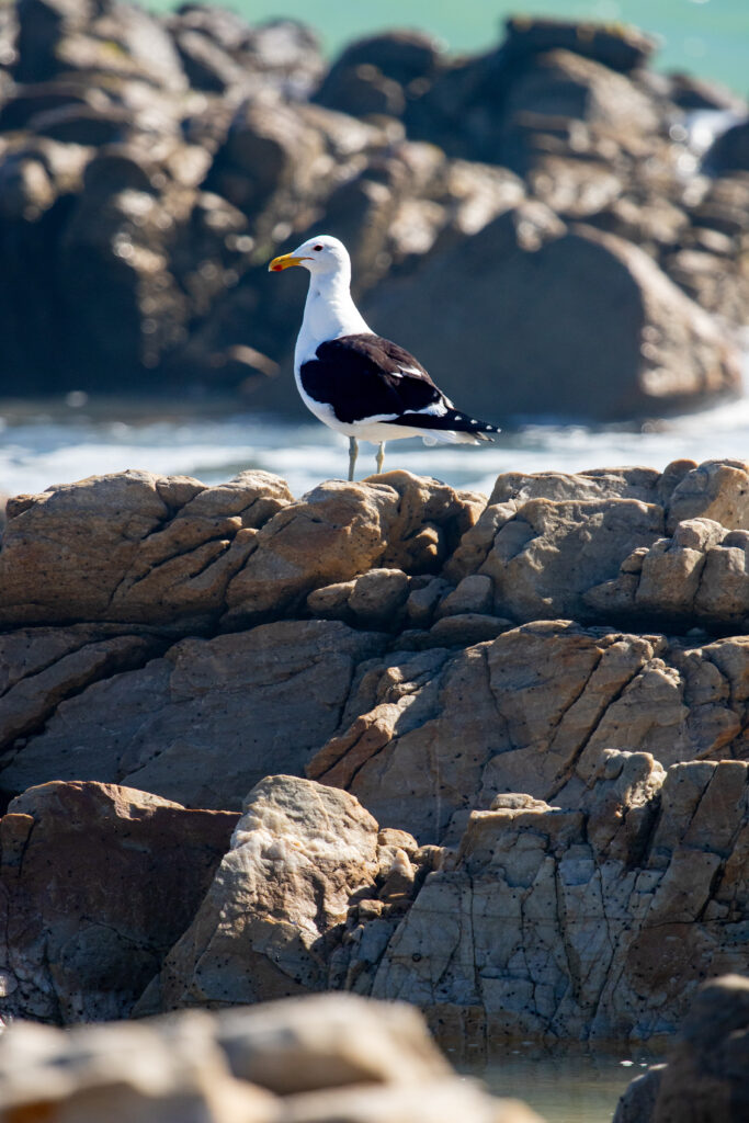 Serene Coastal Wallpaper: Seagull on Rugged Stones Background