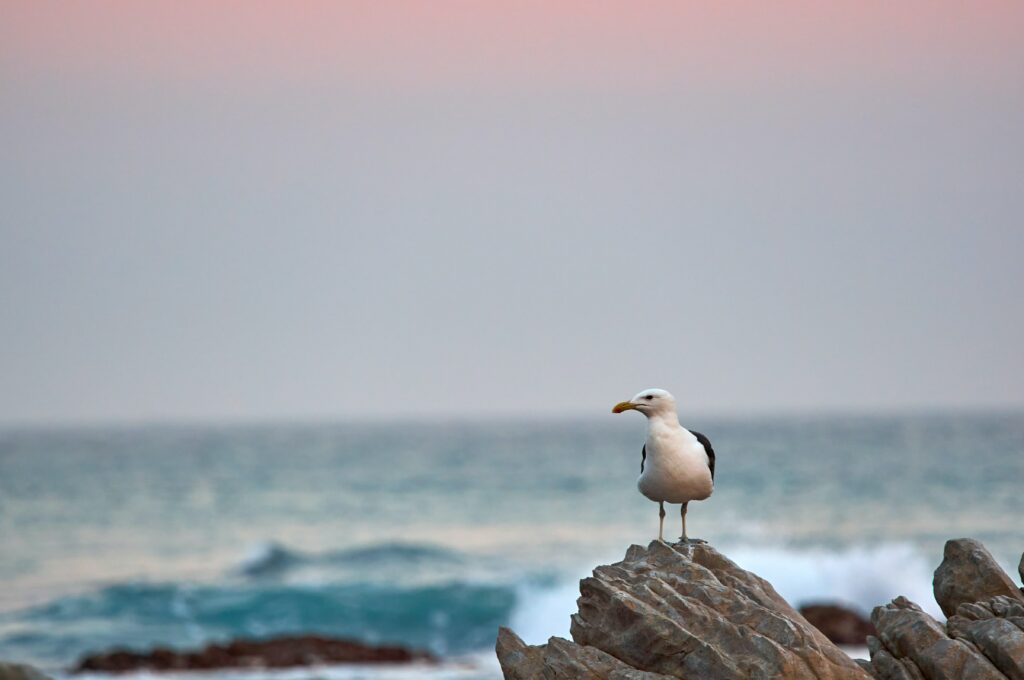 Serene Seagull Wallpaper: Solitary Bird on Rugged Stone Background