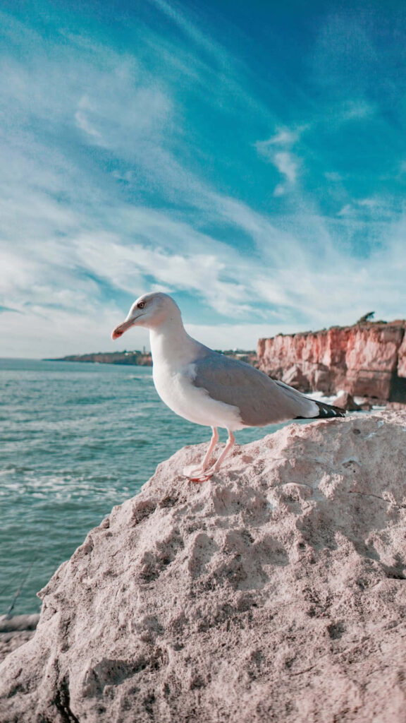 Serene Seagull Wallpaper: Rocky Cliff & Calm Ocean Background