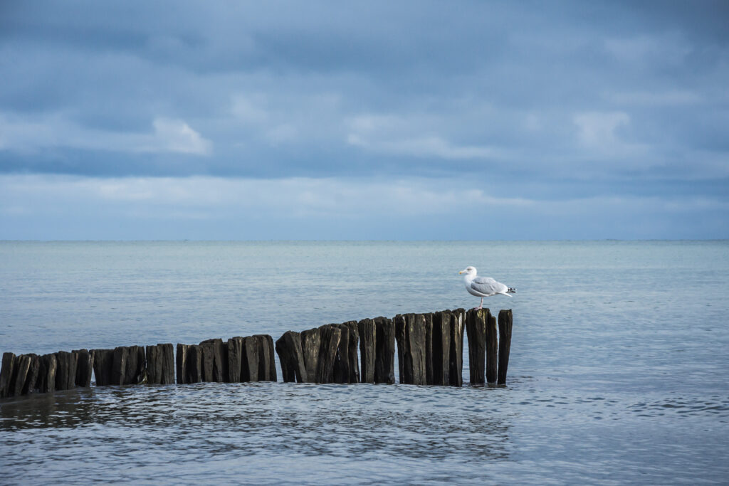 Serene Seagull Wallpaper on Weathered Logs by Calm Seascape