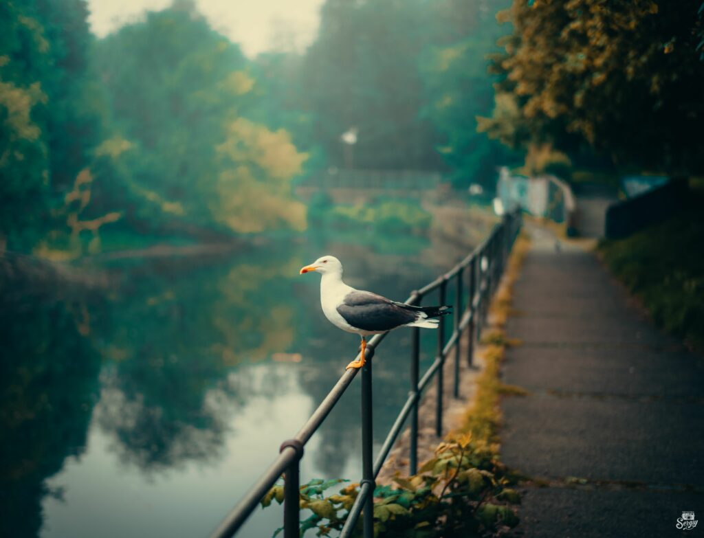 Serene Seagull Wallpaper: Tranquil River & Lush Greenery Background