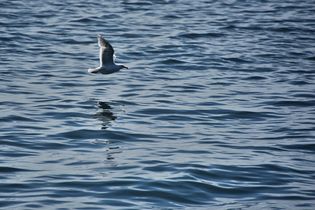 Tranquil Seagull Over Calm Sea: Serene Wallpaper Background