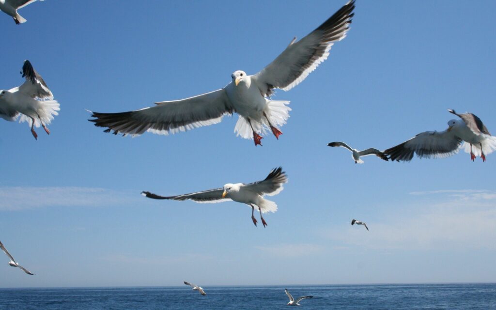 Serene Seagulls Over Calm Sea: Tranquil Blue Sky Background Wallpaper