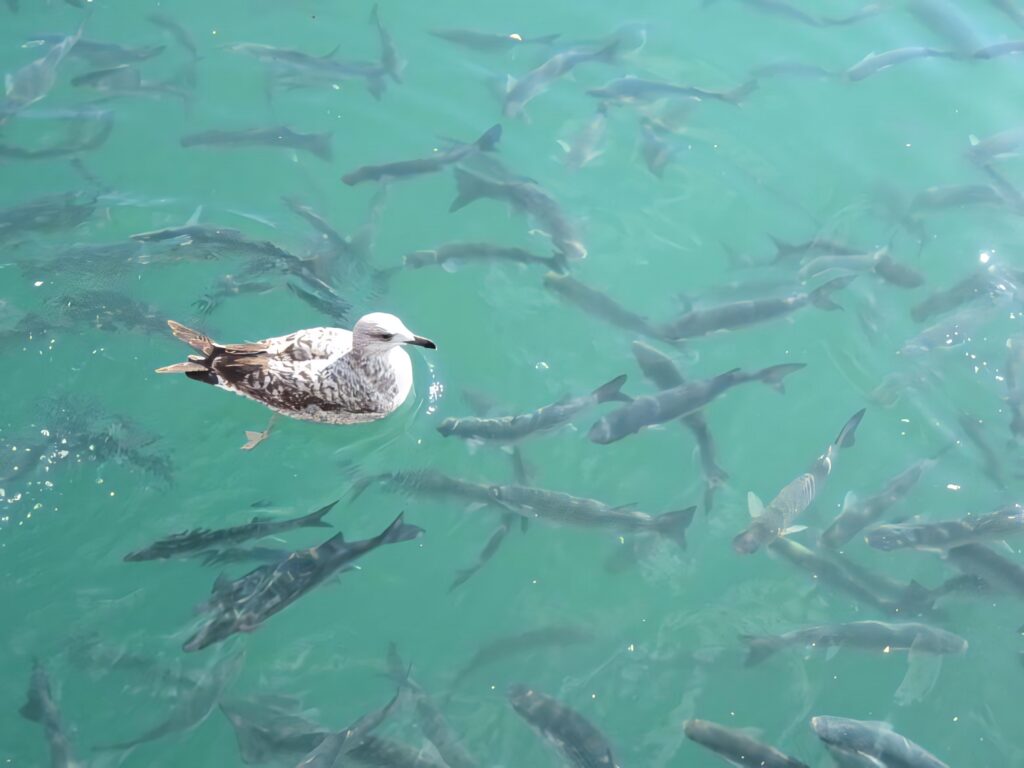 Tranquil Seagull Wallpaper: Peaceful Waters & Fish Beneath