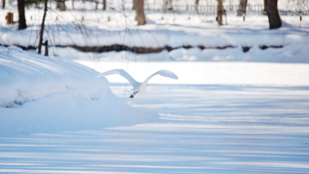 Graceful Seagull Flying Over Winter Landscape Wallpaper Background