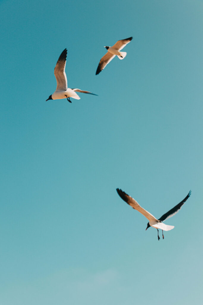Serene iPhone Background: Seagulls Gliding in a Clear Blue Sky Wallpaper