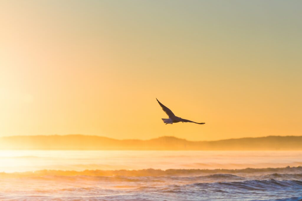 Serene Seagull in Flight Over Misty Sunset Sea Wallpaper