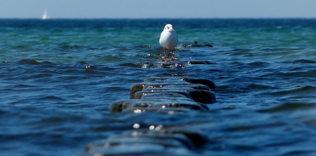 Seagull on wooden posts over deep blue sea with distant sailboat peaceful nature wallpaper