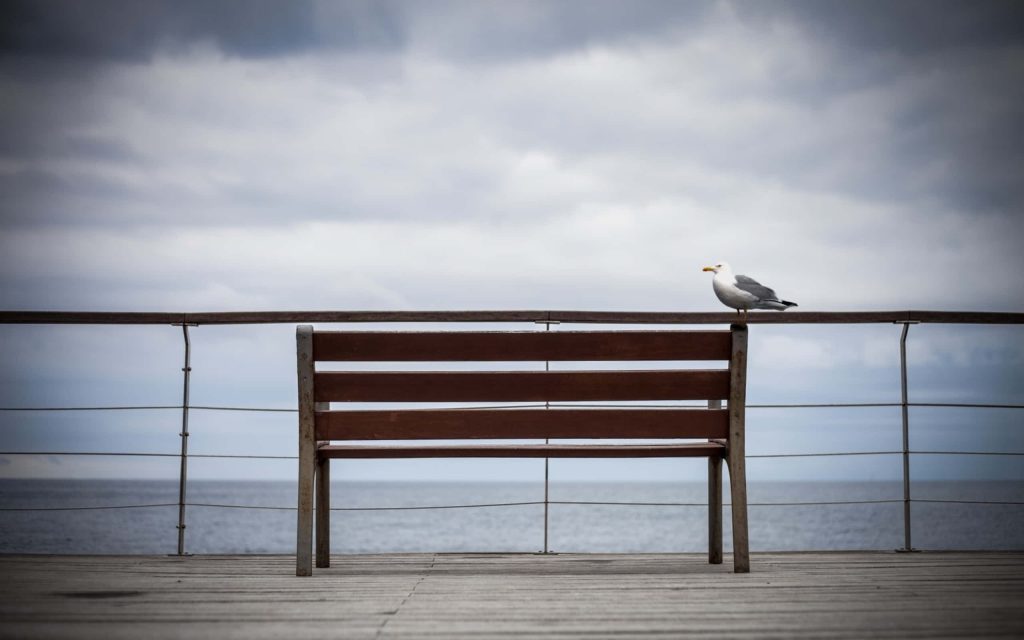 Seagull perched on wooden bench by calm overcast ocean peaceful coastal wallpaper background