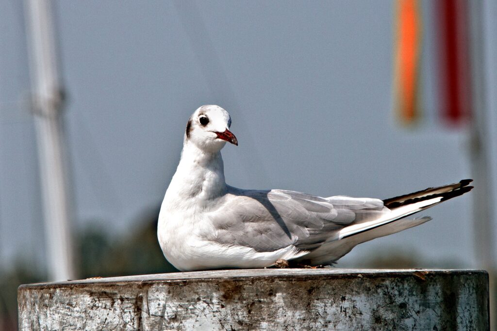 Serene Seagull with Red Beak on Textured Post & Colorful Flags Wallpaper