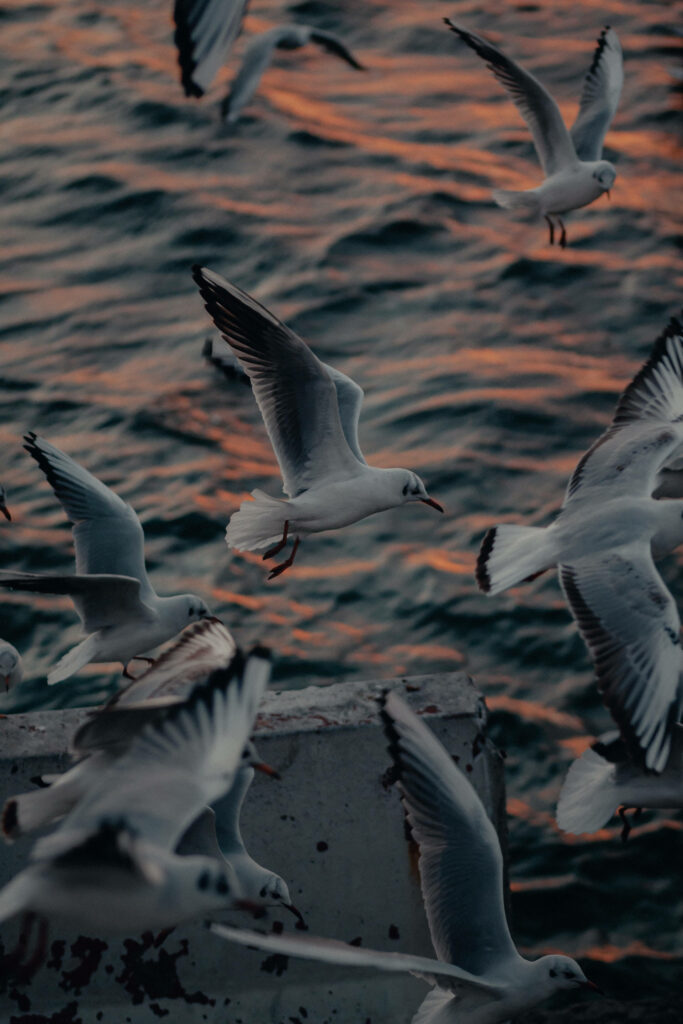 Serene Seagulls Over Gentle Waves - Beautiful Nature Wallpaper