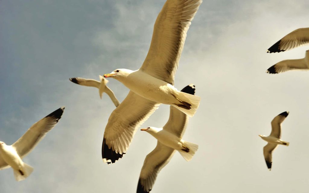 Seagulls soaring against bright hazy sky nature wallpaper for calm digital workspace background