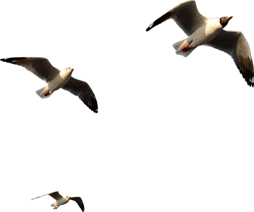 Serene Seagulls Soaring Mid-Flight - Elegant Sky Wallpaper