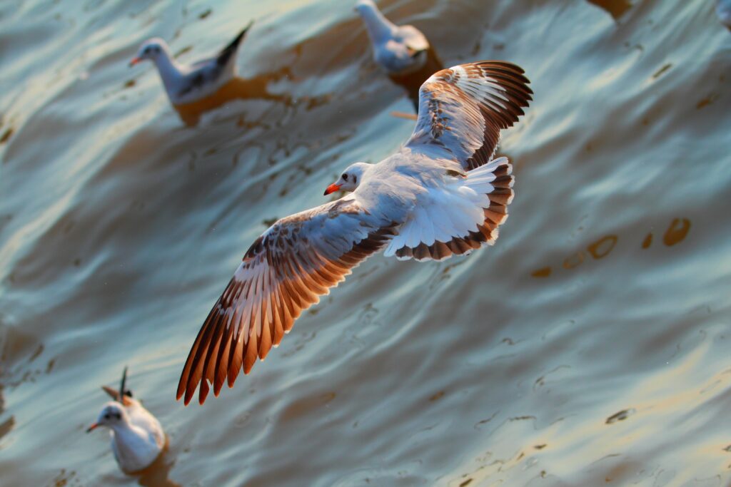Serene Seagulls Flying Over Shimmering Sea – Tranquil Wallpaper Background