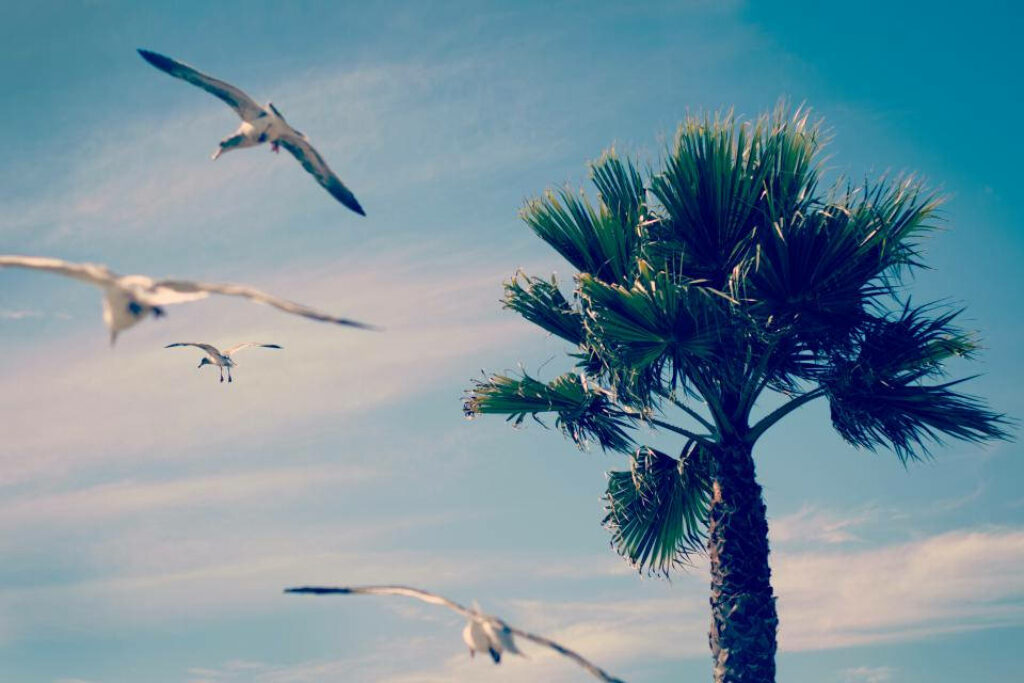 Tranquil Seagulls Soaring in a Blue Sky with Lush Palm Tree Background Wallpaper
