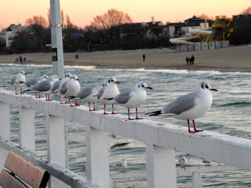 Tranquil Seagulls on Railing: Serene Sea & Pastel Sky Wallpaper