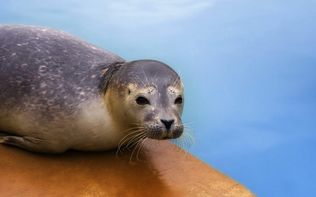 Serene Seal Wallpaper: Calming Desktop Background with Soft Blue