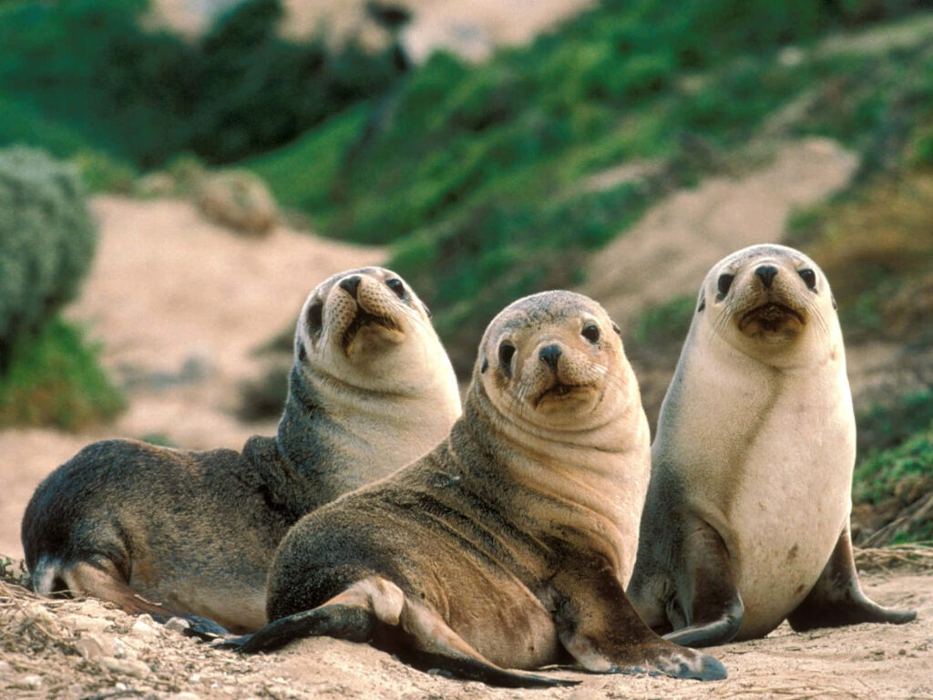 Seals on Sandy Beach: Serene Wildlife Harmony Wallpaper Background