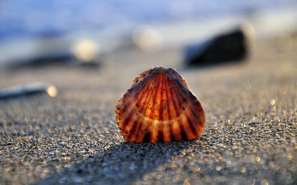 Seashell Close-Up on Sandy Beach - Natural Light Wallpaper Background