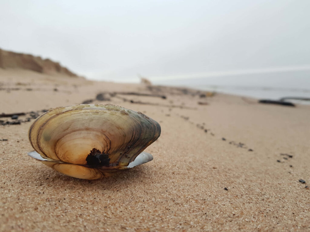 Serene Clam Seashell Wallpaper on Sandy Beach with Gentle Waves