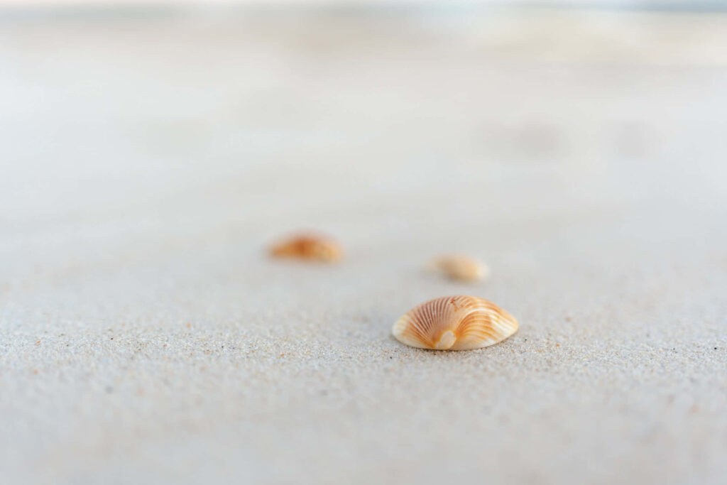 Serene Seashells on White Sand: Minimalist Coastal Wallpaper