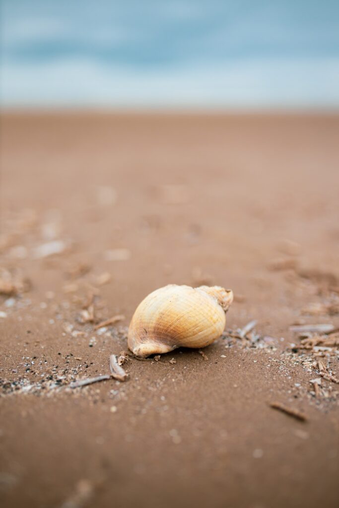 Close-Up Seashell on Sandy Beach: Serene Coastal Wallpaper