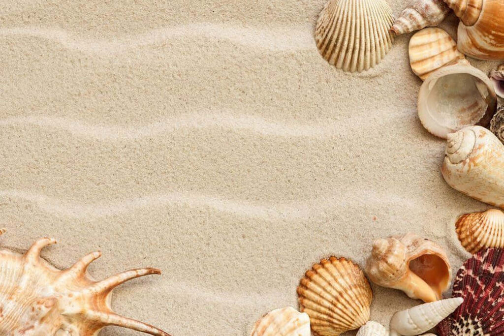 Serene Seashell Wallpaper on Beige Sandy Background - Beach Aesthetic