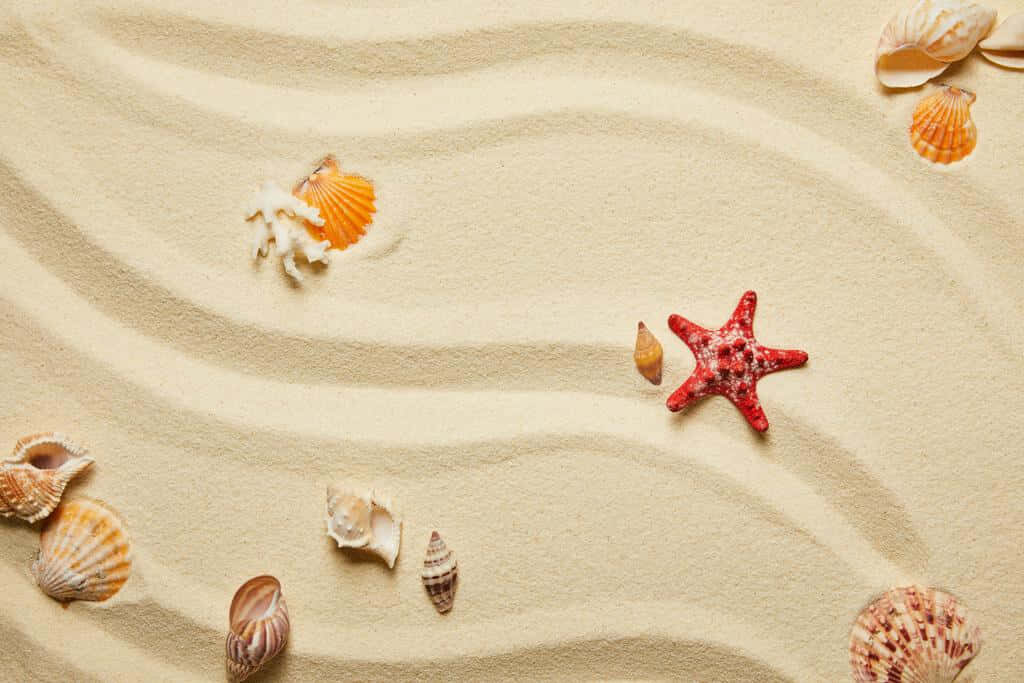 Calming Seashell and Coral Wallpaper Background for Beach Aesthetic
