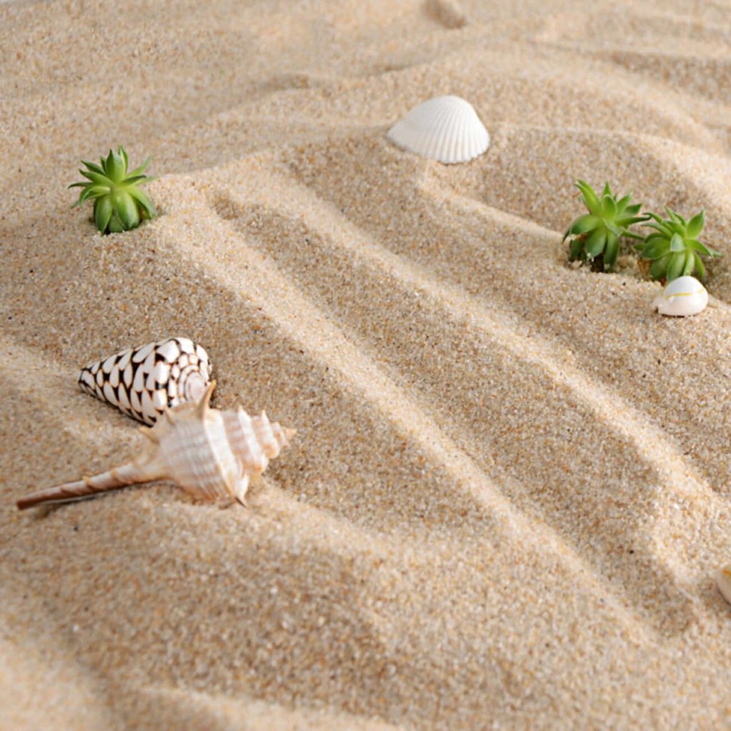 Serene wallpaper with seashells and green succulents in textured raked sand close-up view