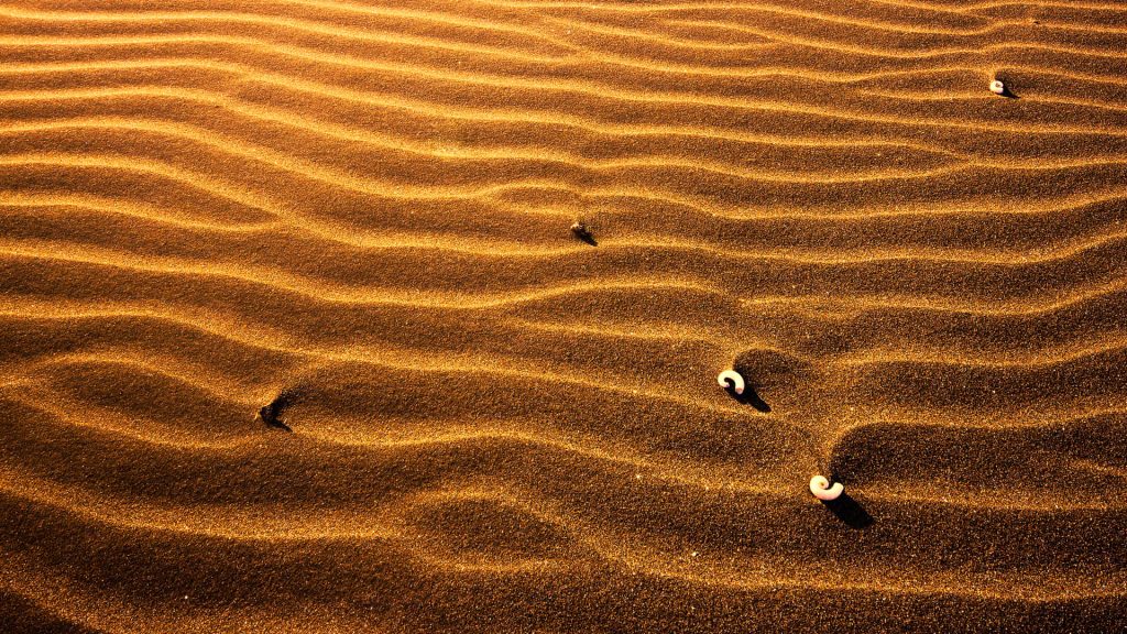 Seashells on textured golden sand with sharp ripples lit by warm low-angle sunlight beach wallpaper