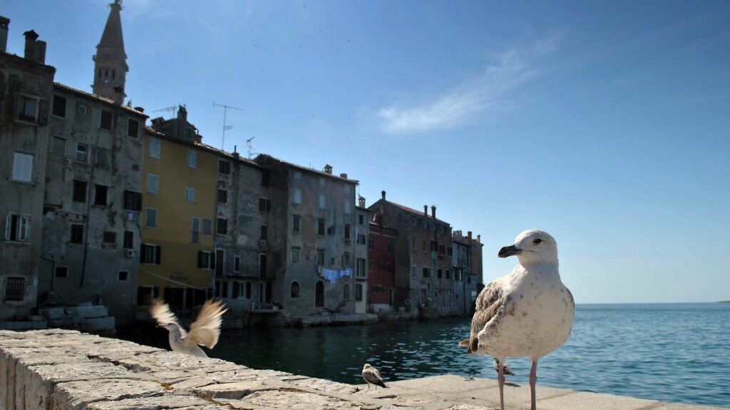 Serene Seaside Scene Wallpaper: Seagull & Old Buildings in Bliss