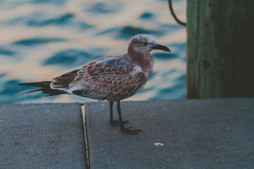 Serene Seaside Wallpaper: Spotted Seagull on Pier with Calm Waves