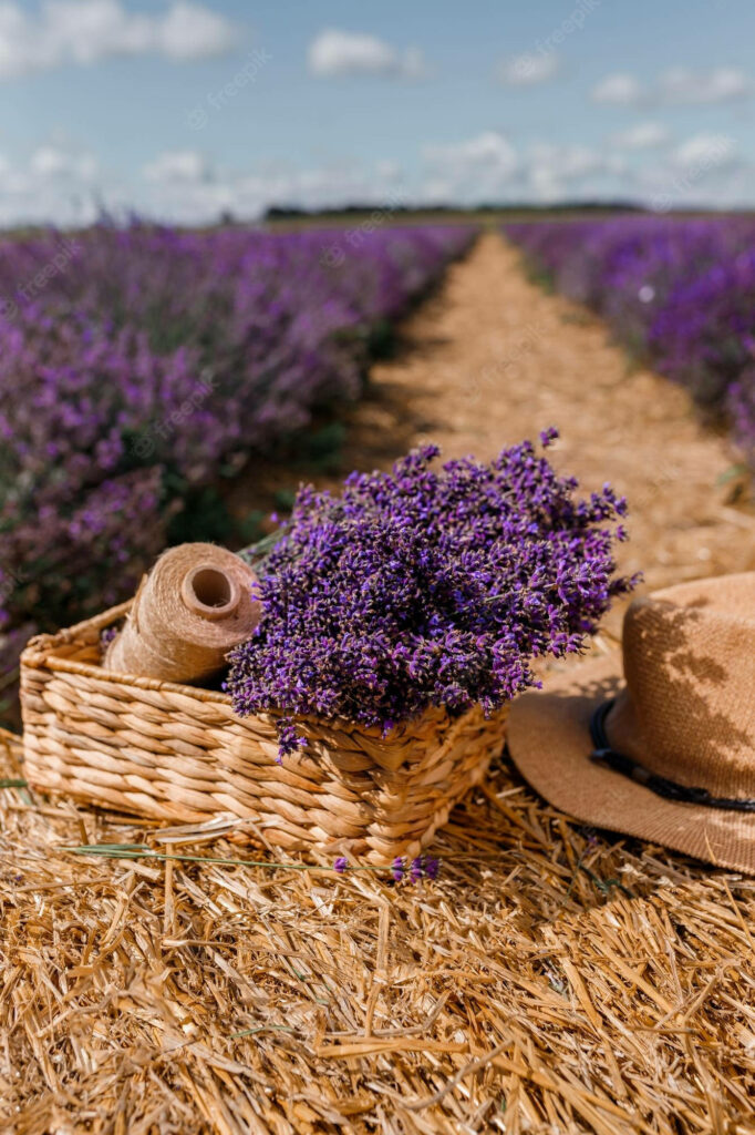 Enchanting Lavender Delight: A captivating background adorned with handpicked flowers, a rustic basket, twine, and a charming sun hat. Wallpaper