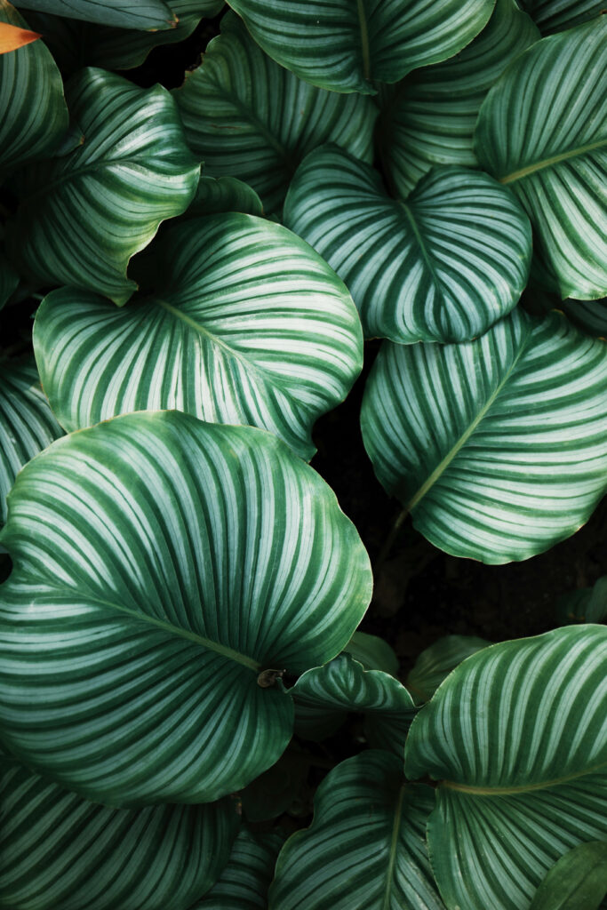 Captivating Calathea Prayer Plants: A Detailed Close-Up of Vibrant Green and White Textured Leaves Wallpaper