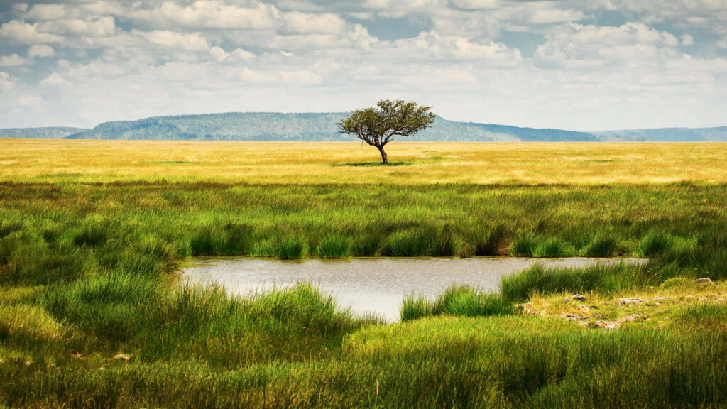 Tranquil Serengeti Wallpaper with Isolated Tree and Reflective Pool