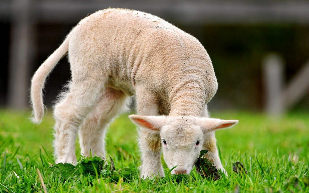Serene Sheep Grazing Wallpaper: Vibrant Green Grass Background