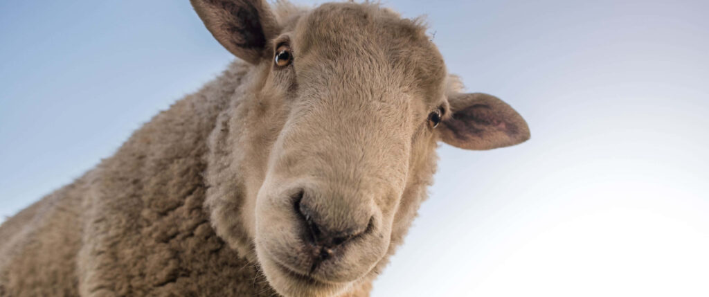 Close-Up Sheep Wallpaper: Soft Wool & Clear Blue Sky Serenity