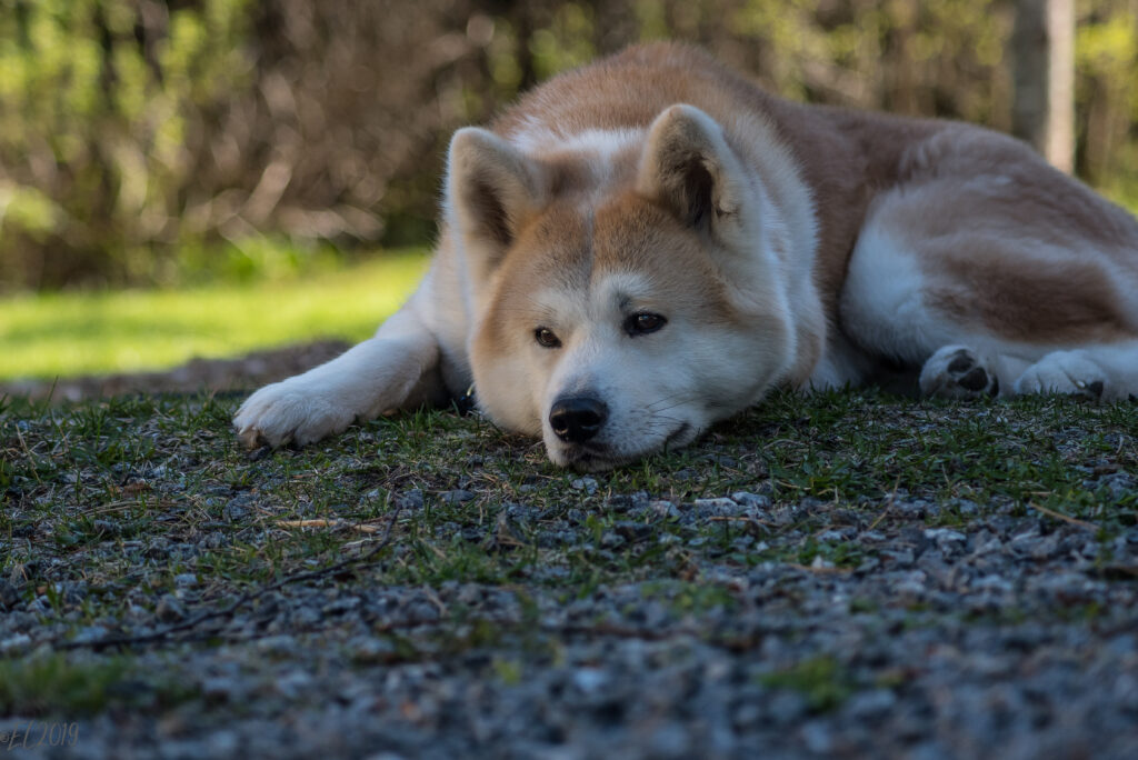 Serene Shiba Inu Wallpaper: Calm Moments in Nature Background