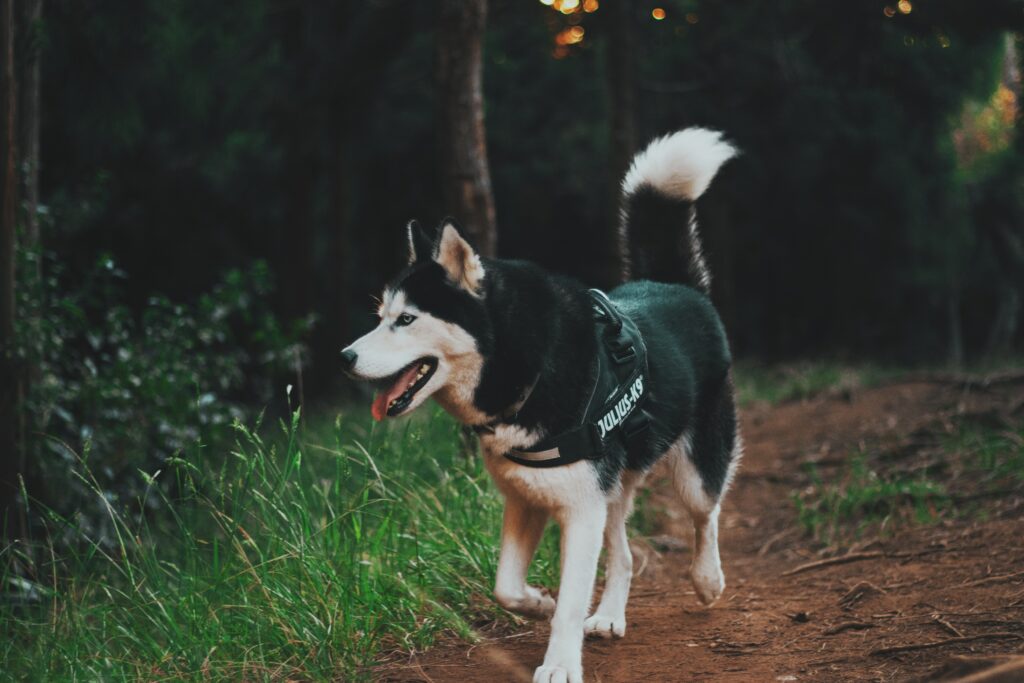 Siberian Husky Amidst Lush Forest: Serene Nature Wallpaper