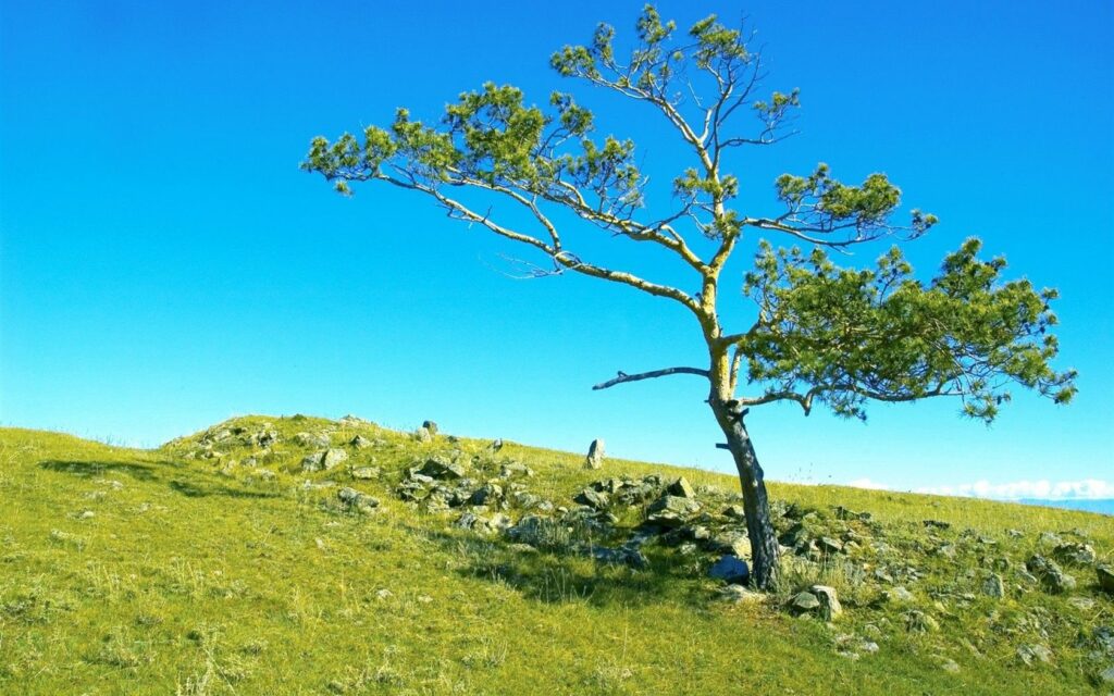 Lone tree on grassy Siberian slope with stones under clear blue sky serene landscape wallpaper