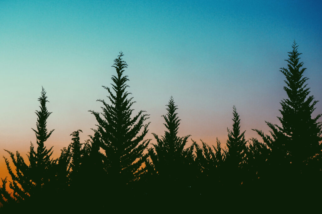 Serene Silhouette: A Aesthetic Wallpaper of Towering Pine Trees Against a Colorful Pastel Sky