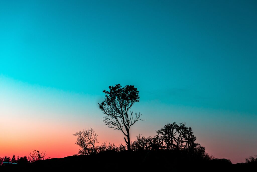 Silhouetted trees and bushes at twilight with vibrant blue and warm sunset hues wallpaper background