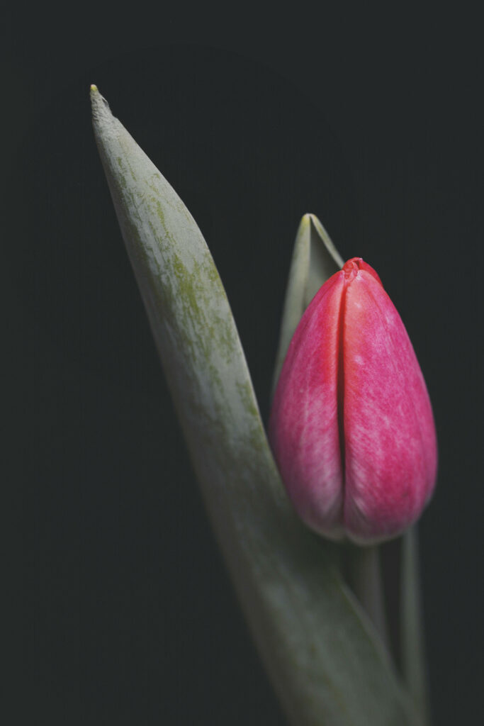 Sleek Floral Delight: A Pink Tulip Blossom on Noir iPhone Backdrop Wallpaper