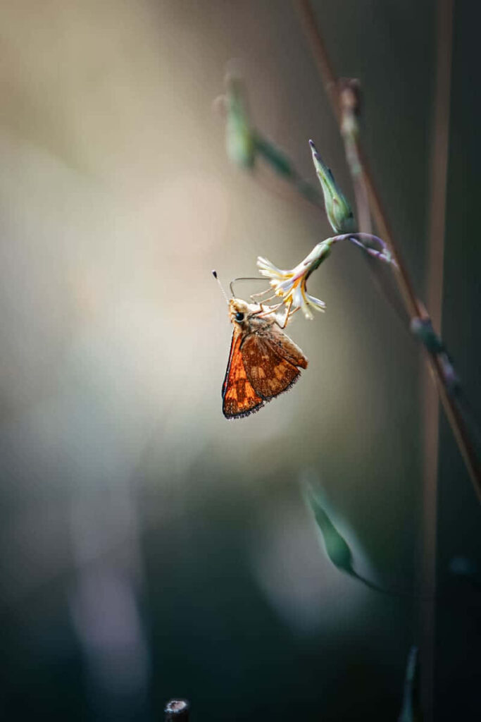 Skipper Butterfly Wallpaper: Serene Flower & Blurred Natural Background