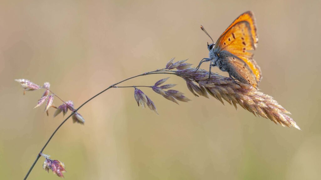 Serene Skipper Butterfly Wallpaper on Soft Blurred Background